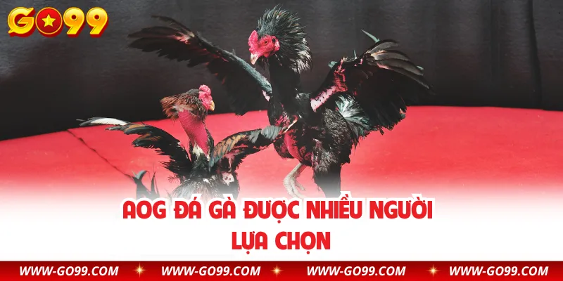 AOG đá gà được nhiều người lựa chọn