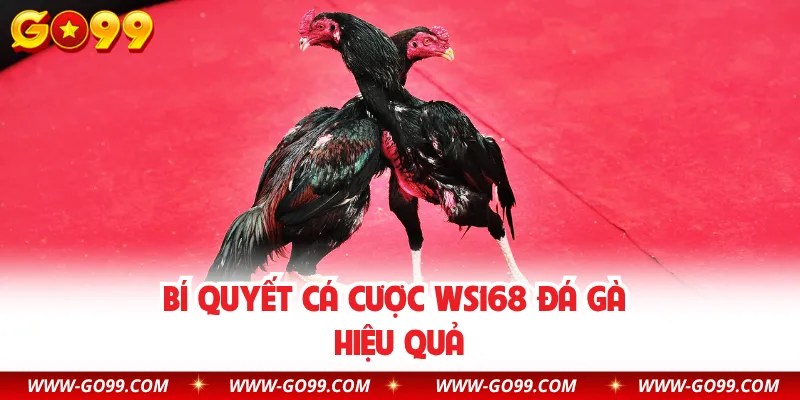 Bí quyết cá cược WS168 đá gà hiệu quả